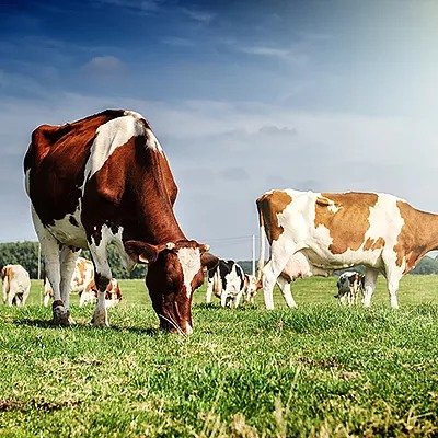 Dairy cattle on pasture